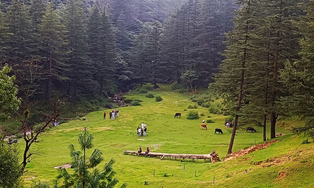 Forest Walk in Mussoorie