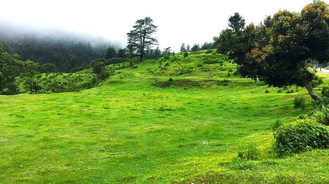 Forest Walk in Mussoorie