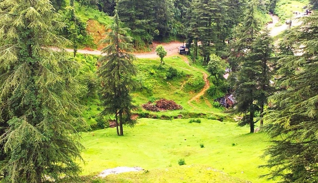 Forest Walk in Mussoorie