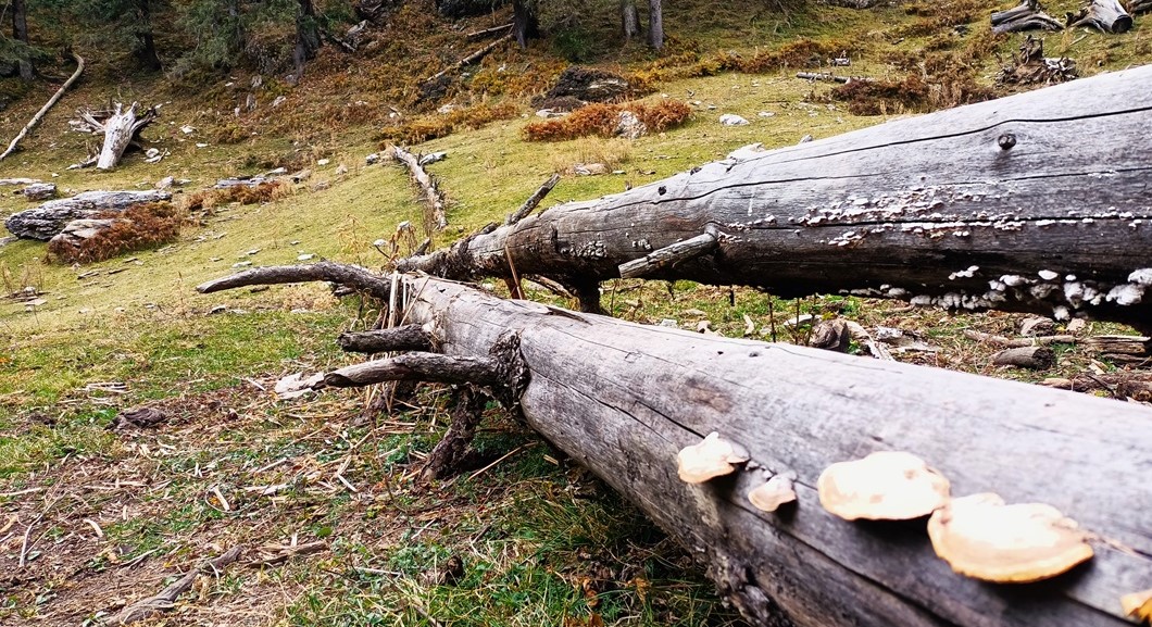 Forest Walk in Mussoorie